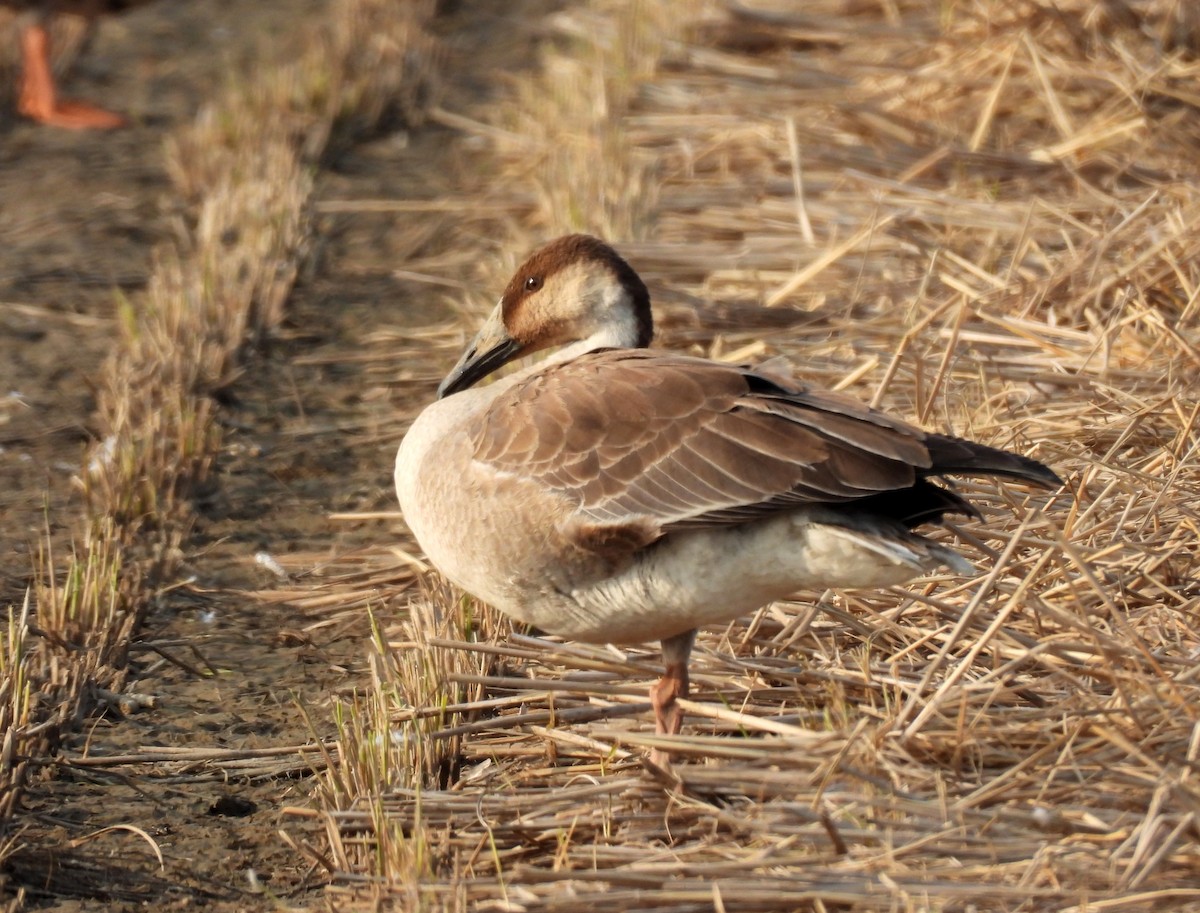 Ánsar Cisnal - ML644643258