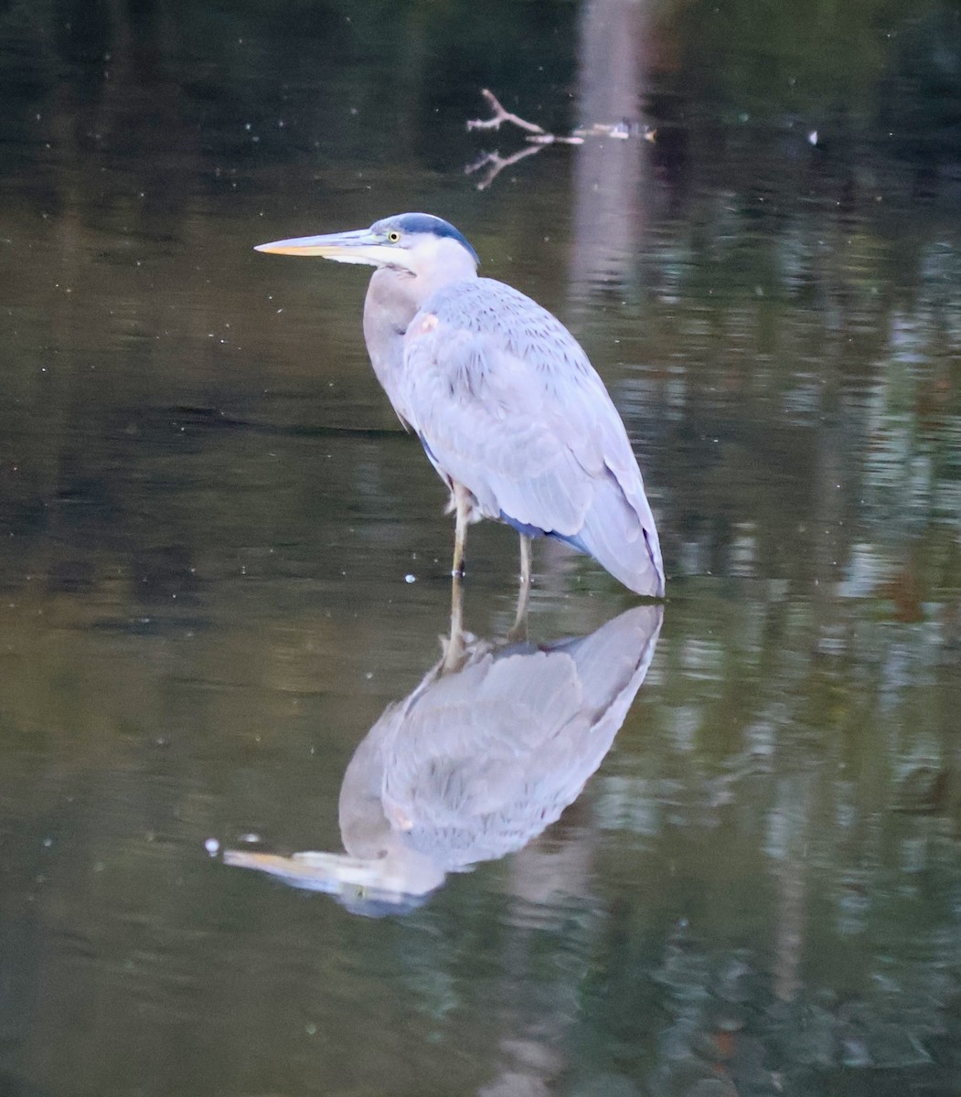 אנפה אמריקנית - ML644643262