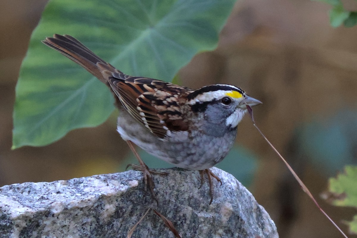 גיבתונית לבנת-גרון - ML644643264