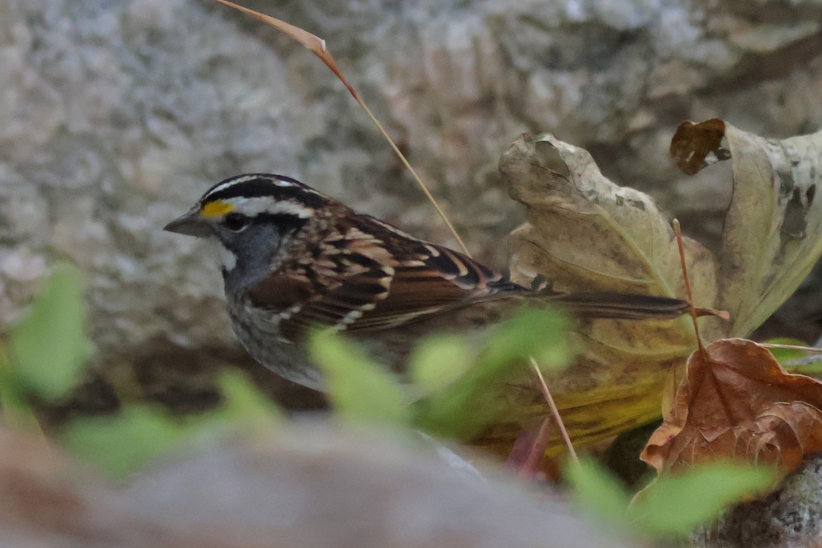 גיבתונית לבנת-גרון - ML644643266
