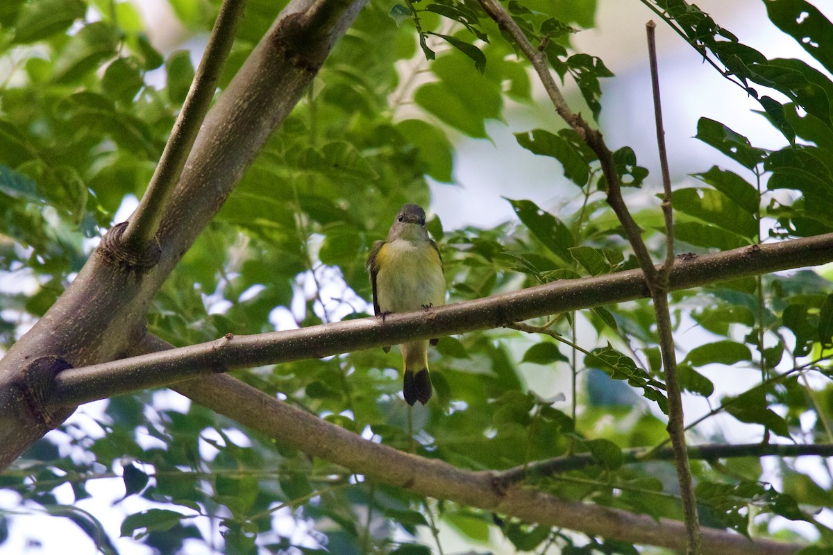 American Redstart - ML644643267
