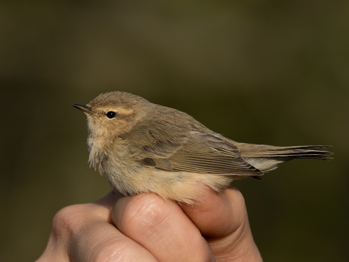 Common Chiffchaff (Siberian) - ML644643269