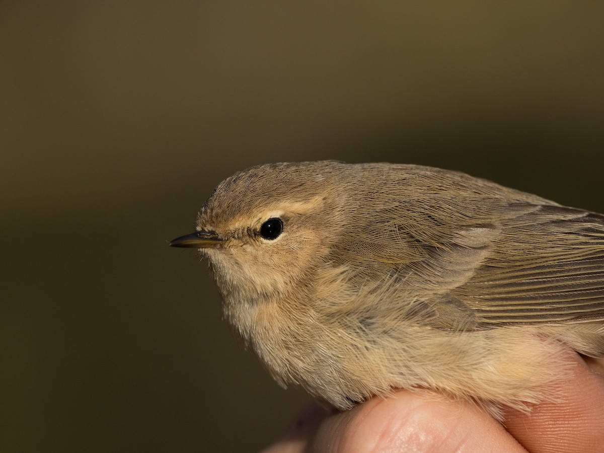 Common Chiffchaff (Siberian) - ML644643270