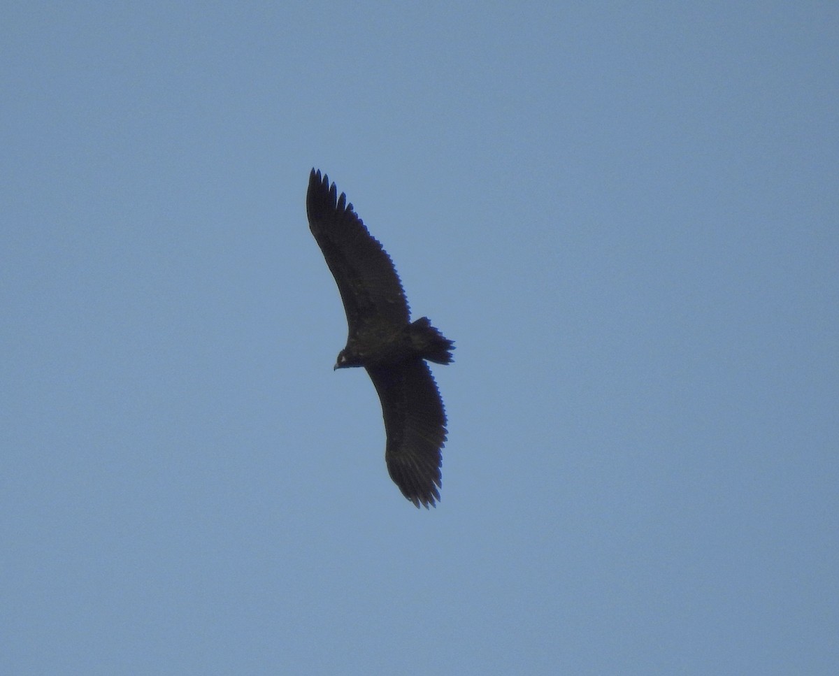 クロハゲワシ - ML644643271