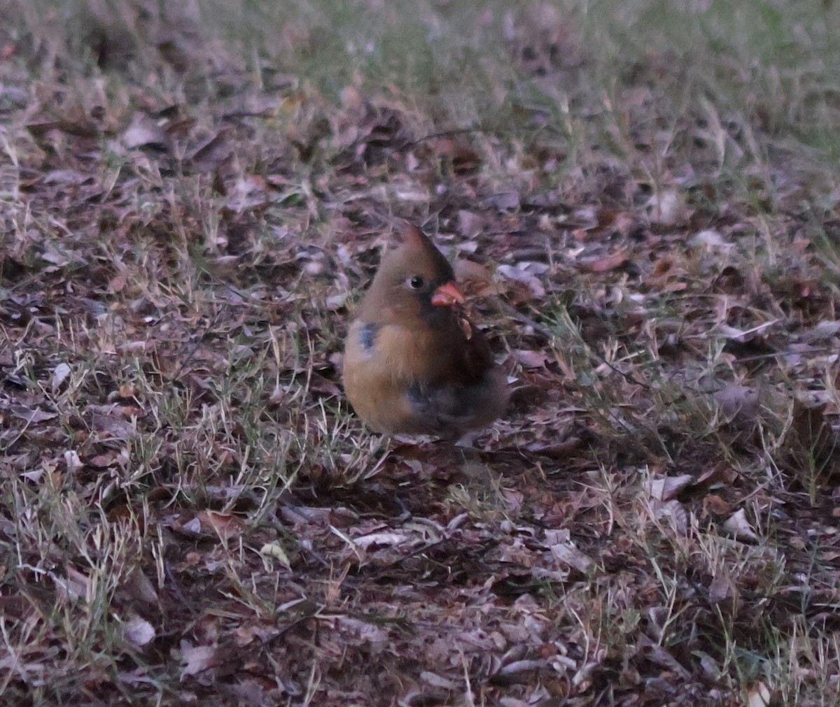 קרדינל צפוני - ML644643275