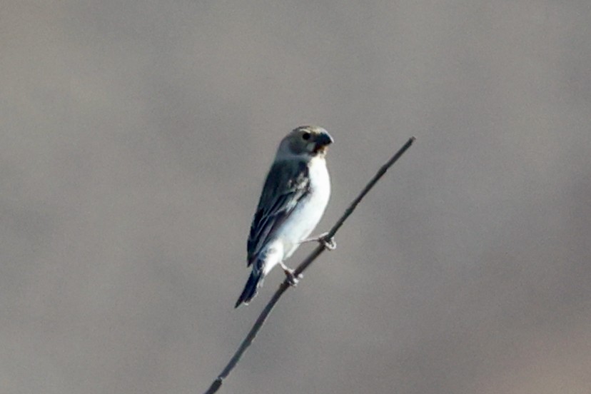 Sporophile télasco - ML644643277