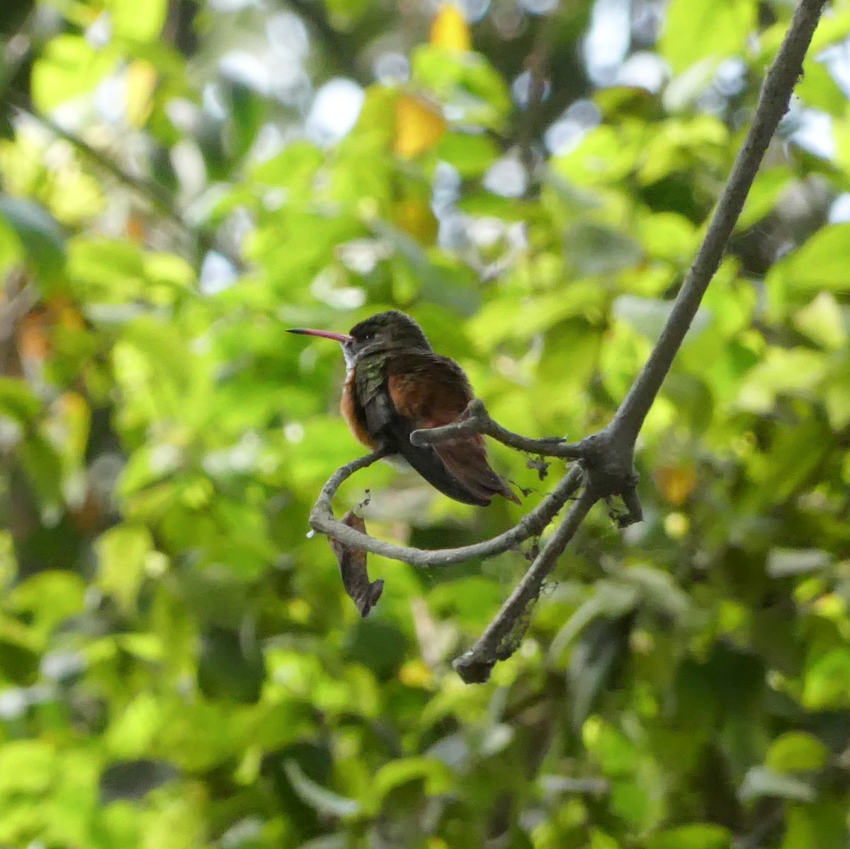 Amazilia Hummingbird - ML644643286