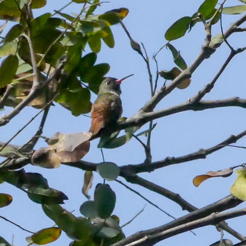 Amazilia Hummingbird - ML644643287