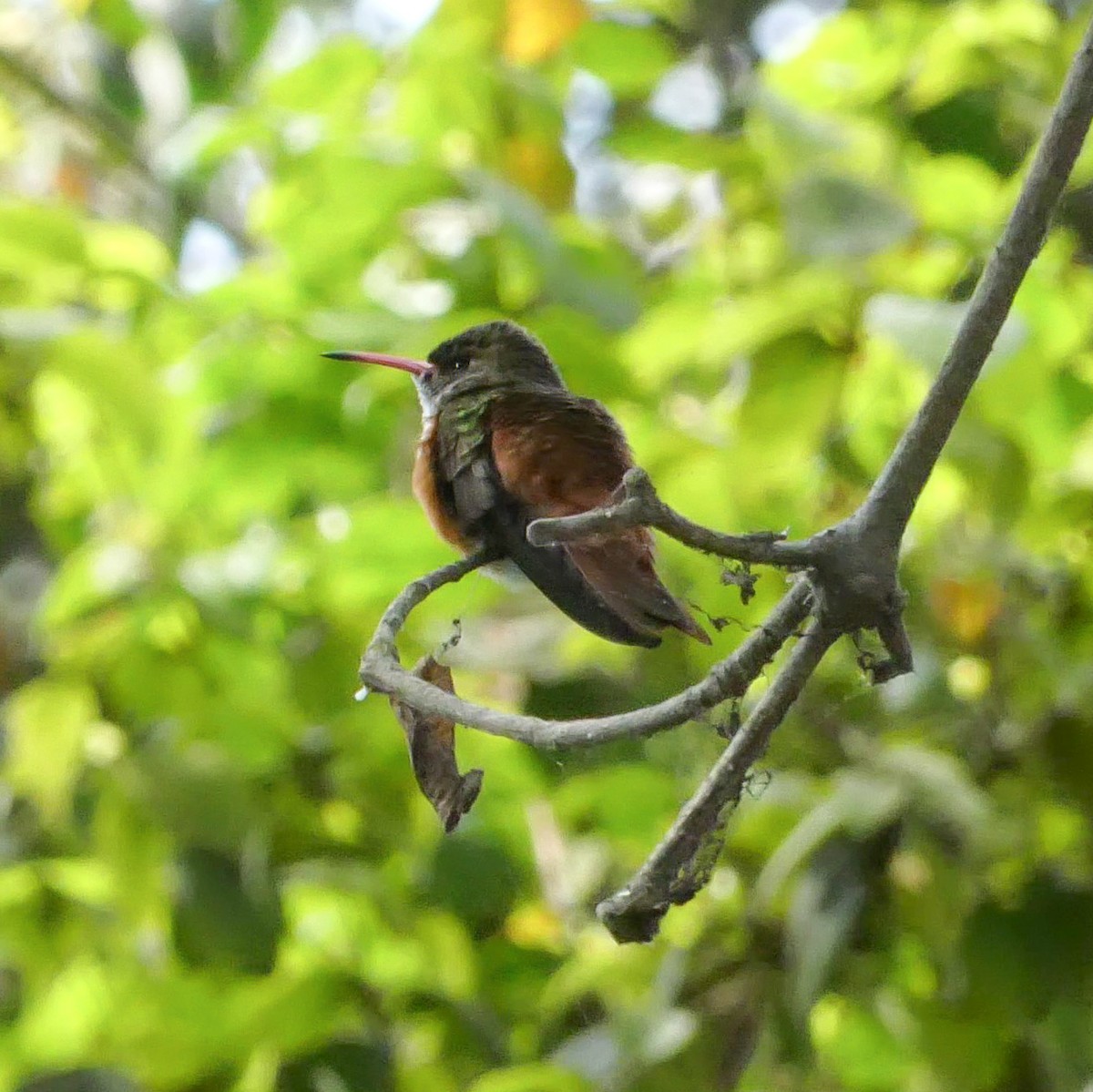 Amazilia Hummingbird - ML644643288