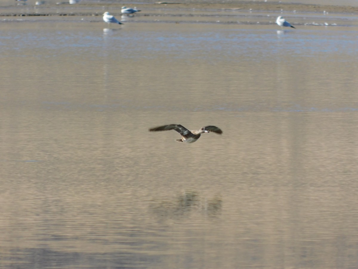 ברווז אמריקני - ML644643289