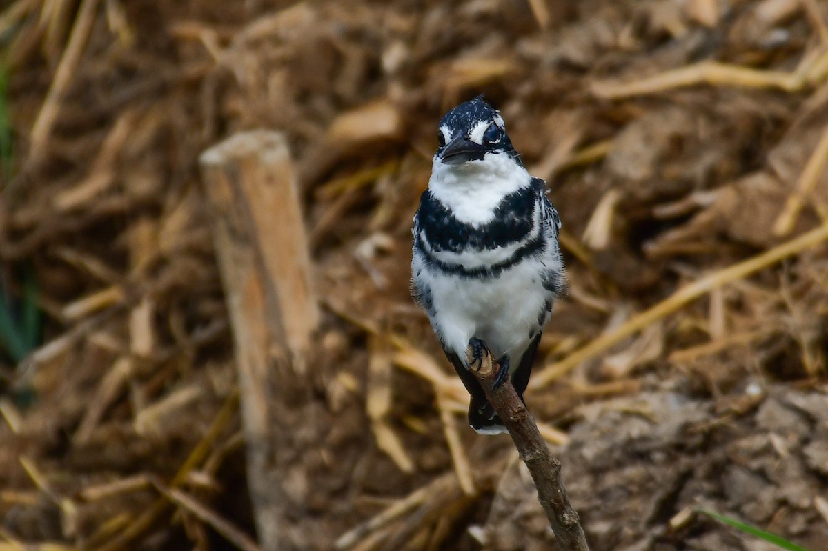 Pied Kingfisher - ML644643294