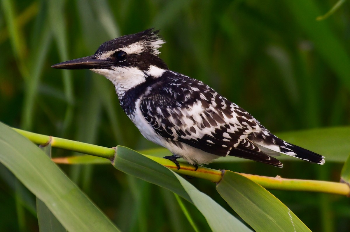 Pied Kingfisher - ML644643296