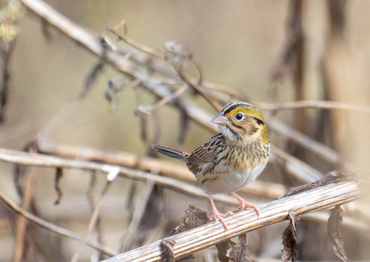 Henslow's Sparrow - ML644643301