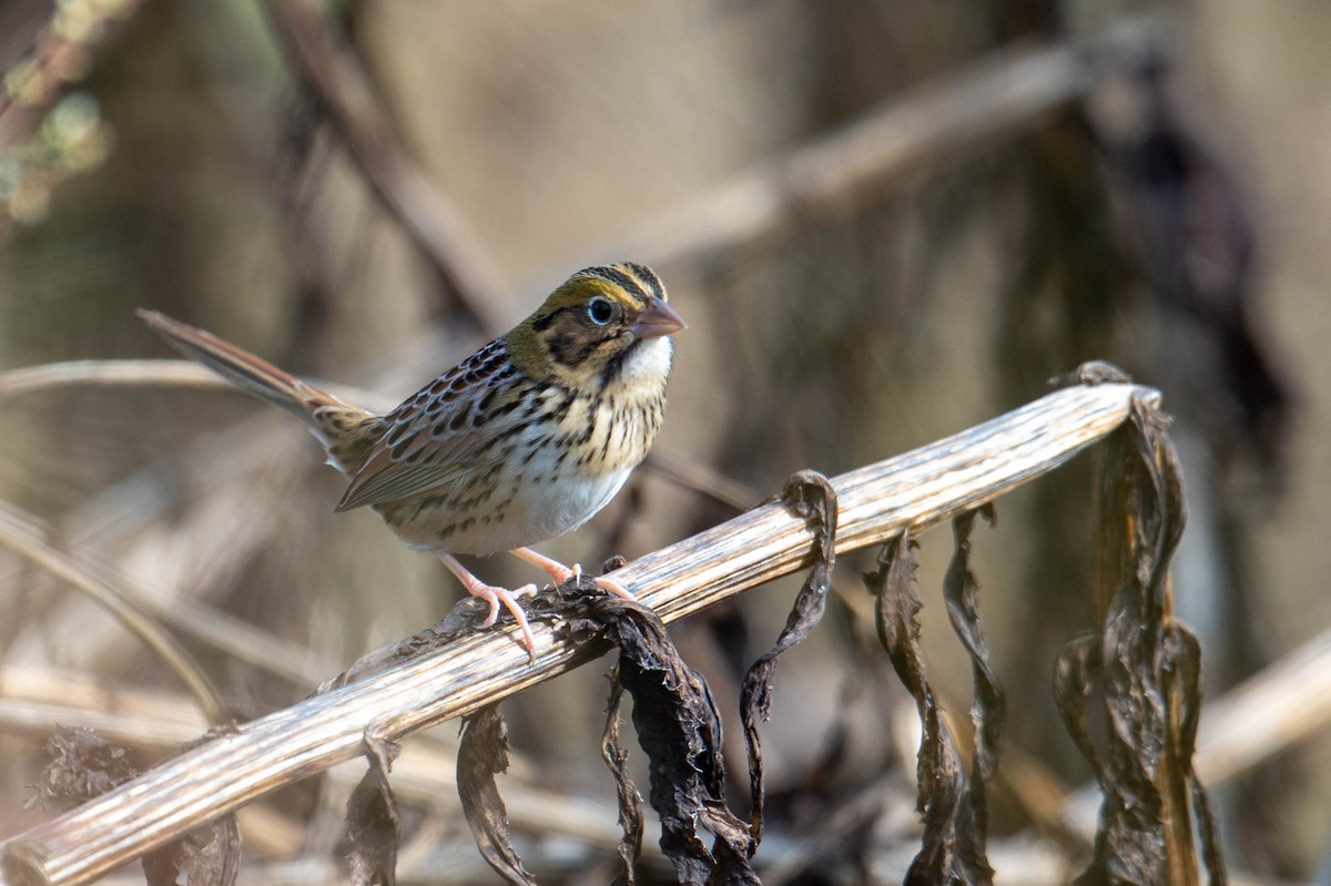 Henslow's Sparrow - ML644643303
