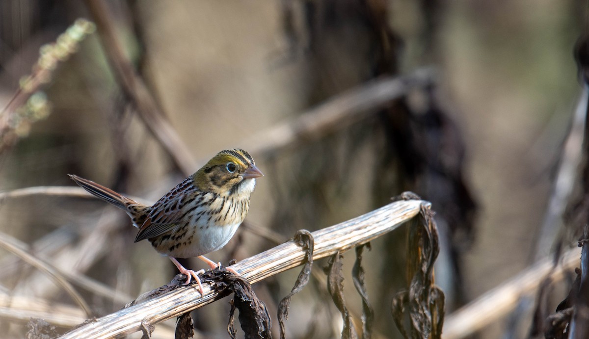 Henslow's Sparrow - ML644643304