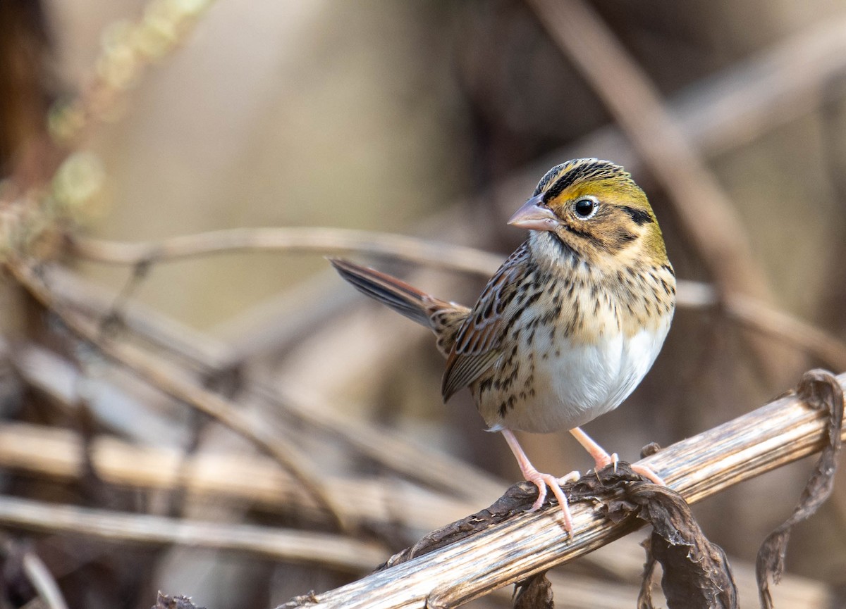 Henslow's Sparrow - ML644643305