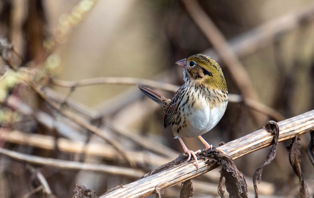 Henslow's Sparrow - ML644643306