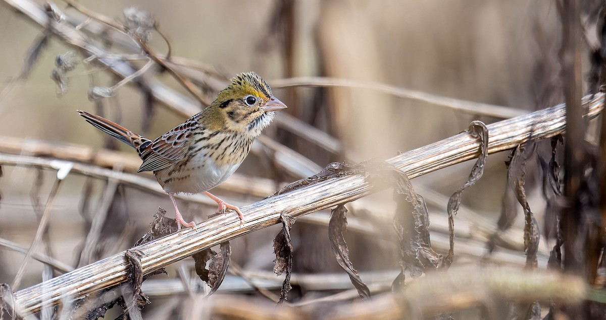 Henslow's Sparrow - ML644643309