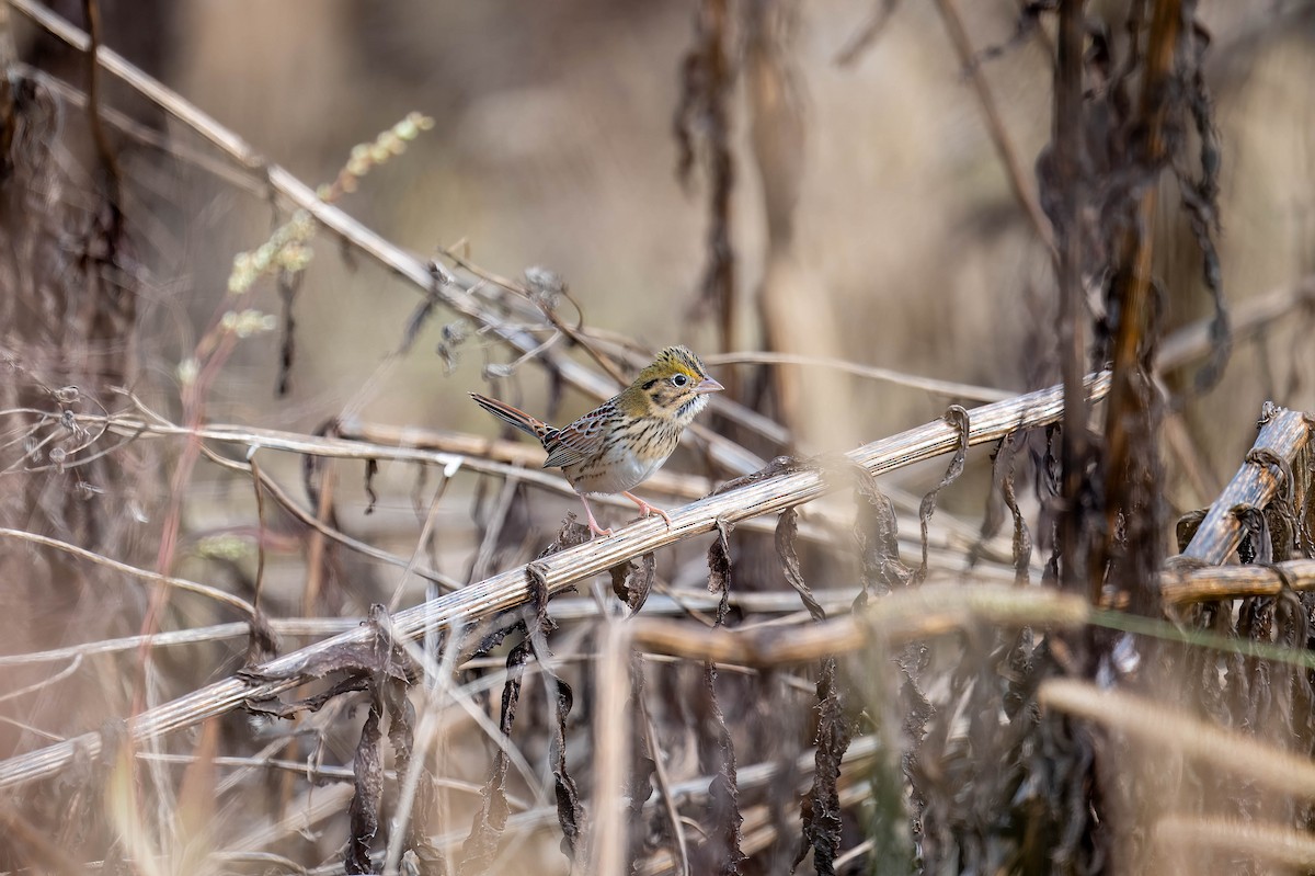 Henslow's Sparrow - ML644643310