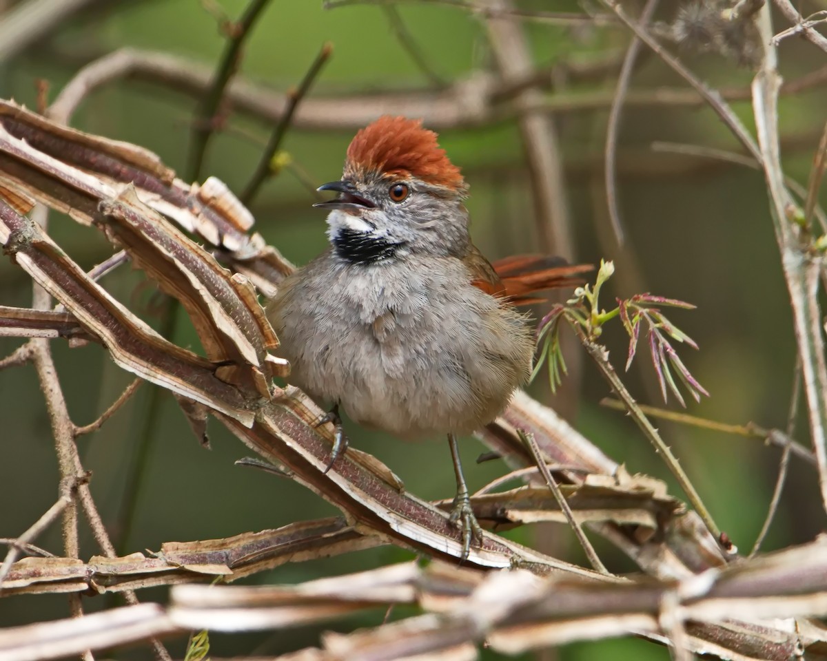 Sooty-fronted Spinetail - ML644643311