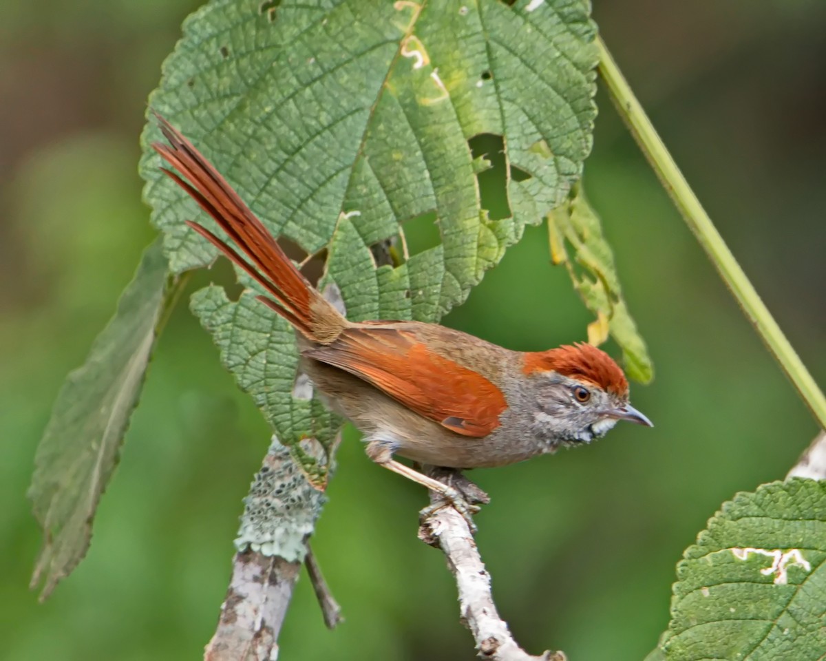 Sooty-fronted Spinetail - ML644643312