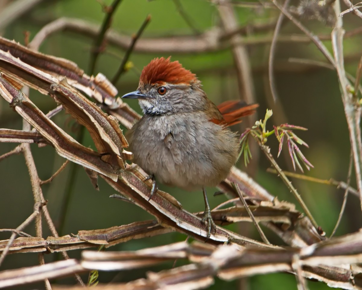 Sooty-fronted Spinetail - ML644643313