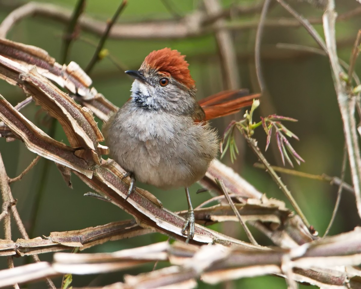 Sooty-fronted Spinetail - ML644643314