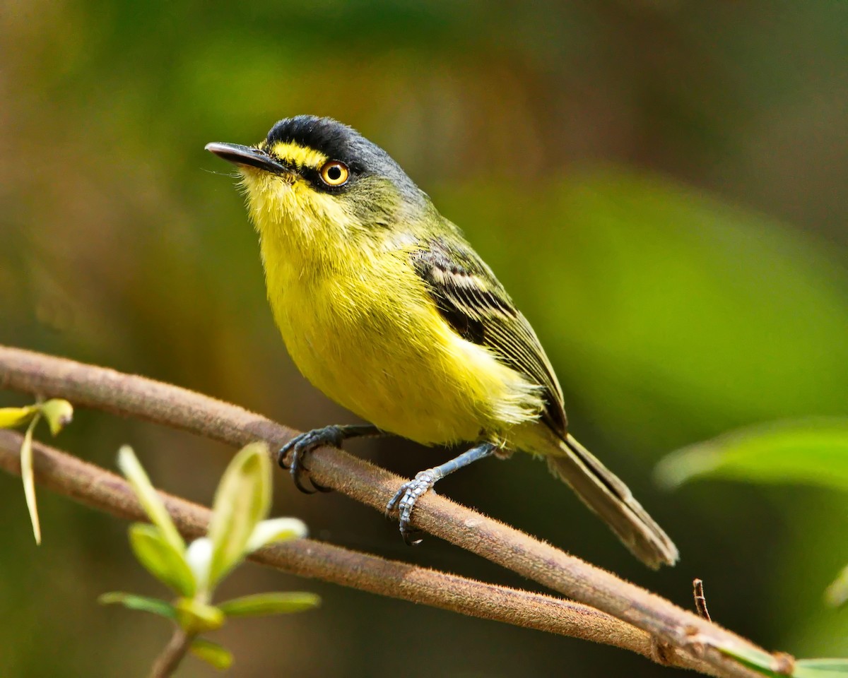 Gray-headed Tody-Flycatcher - ML644643319