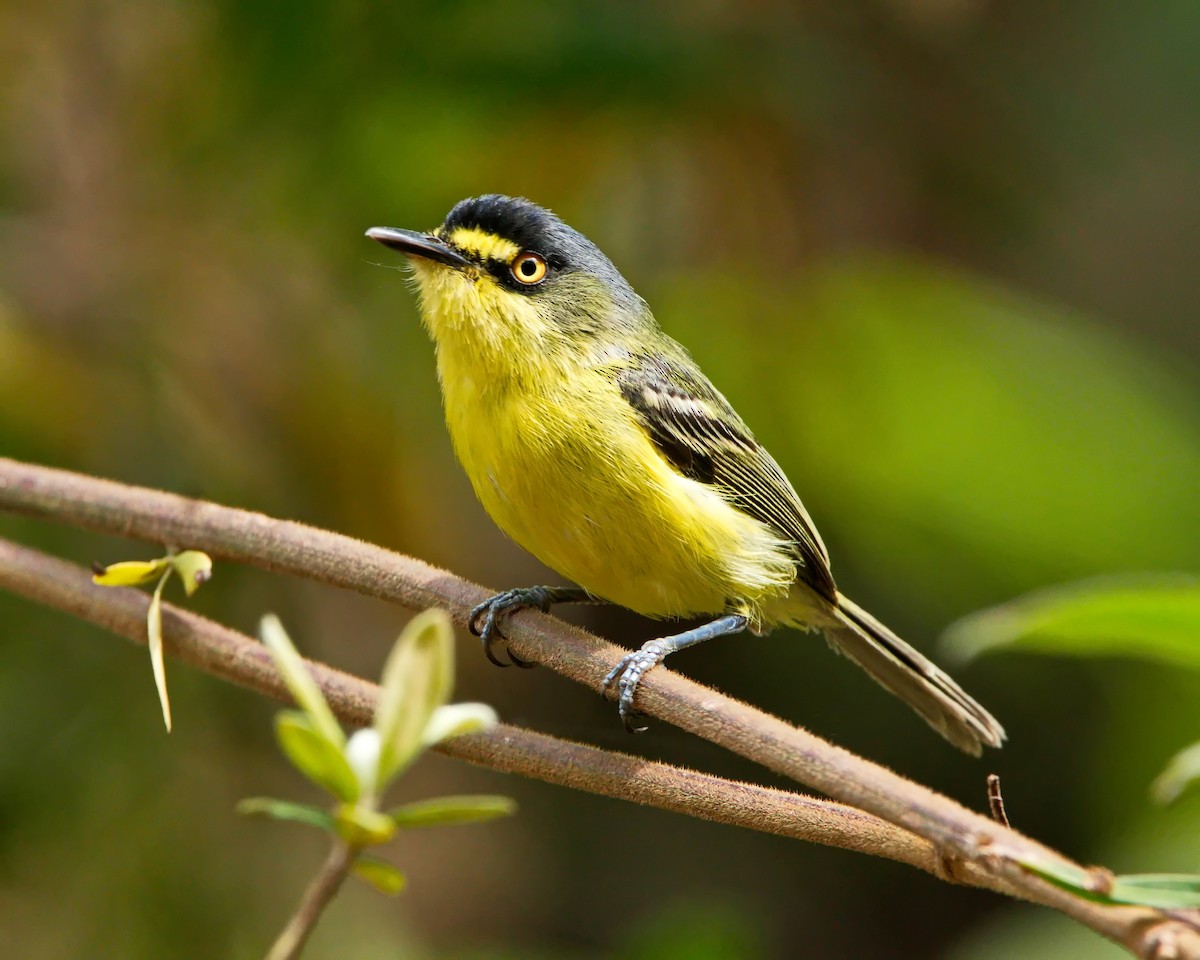 Gray-headed Tody-Flycatcher - ML644643320