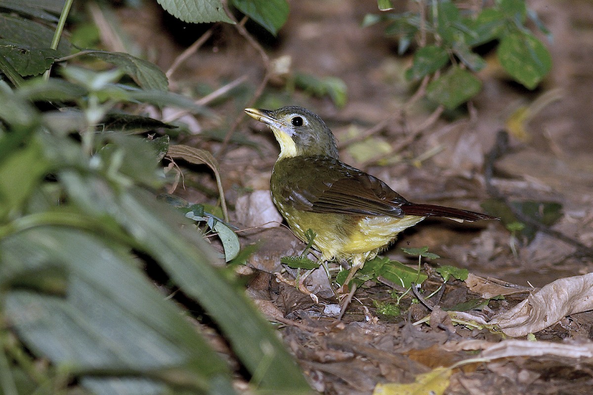Red-tailed Bristlebill - ML644643327