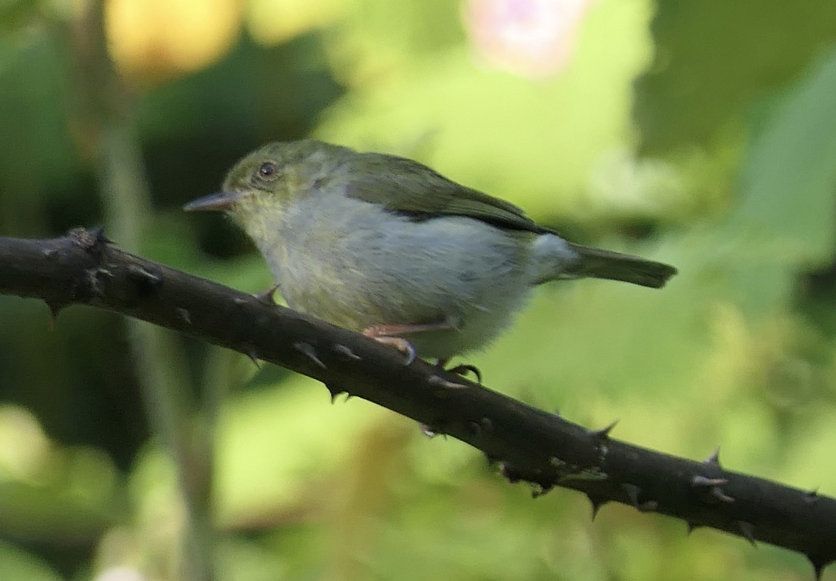 Green Jery - ML644643332