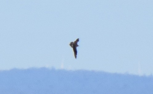 Parasitic Jaeger - ML644643346