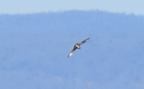 Parasitic Jaeger - ML644643347