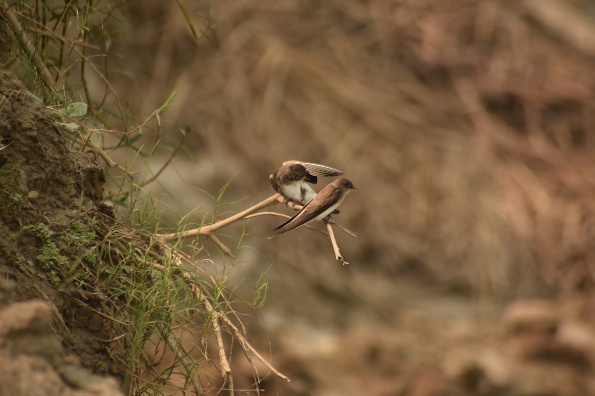 Gray-throated Martin - ML644643351