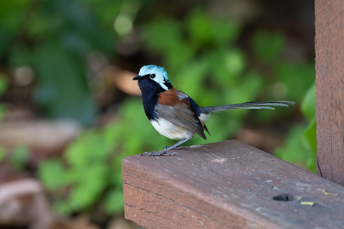 Mérion élégant - ML644643393