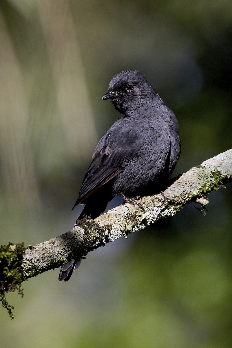 Northern Black-Flycatcher - ML644643395