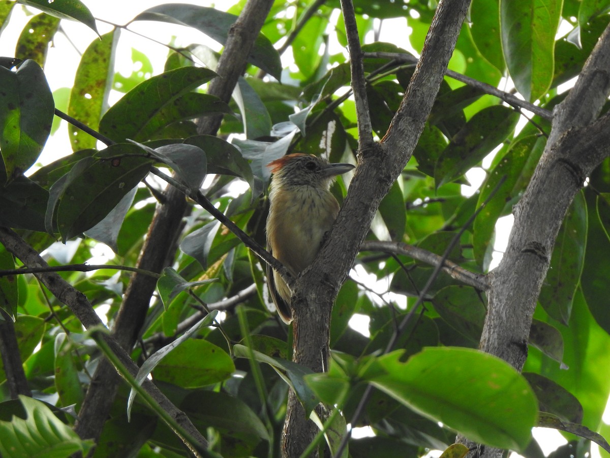 Black-crested Antshrike - ML644643397
