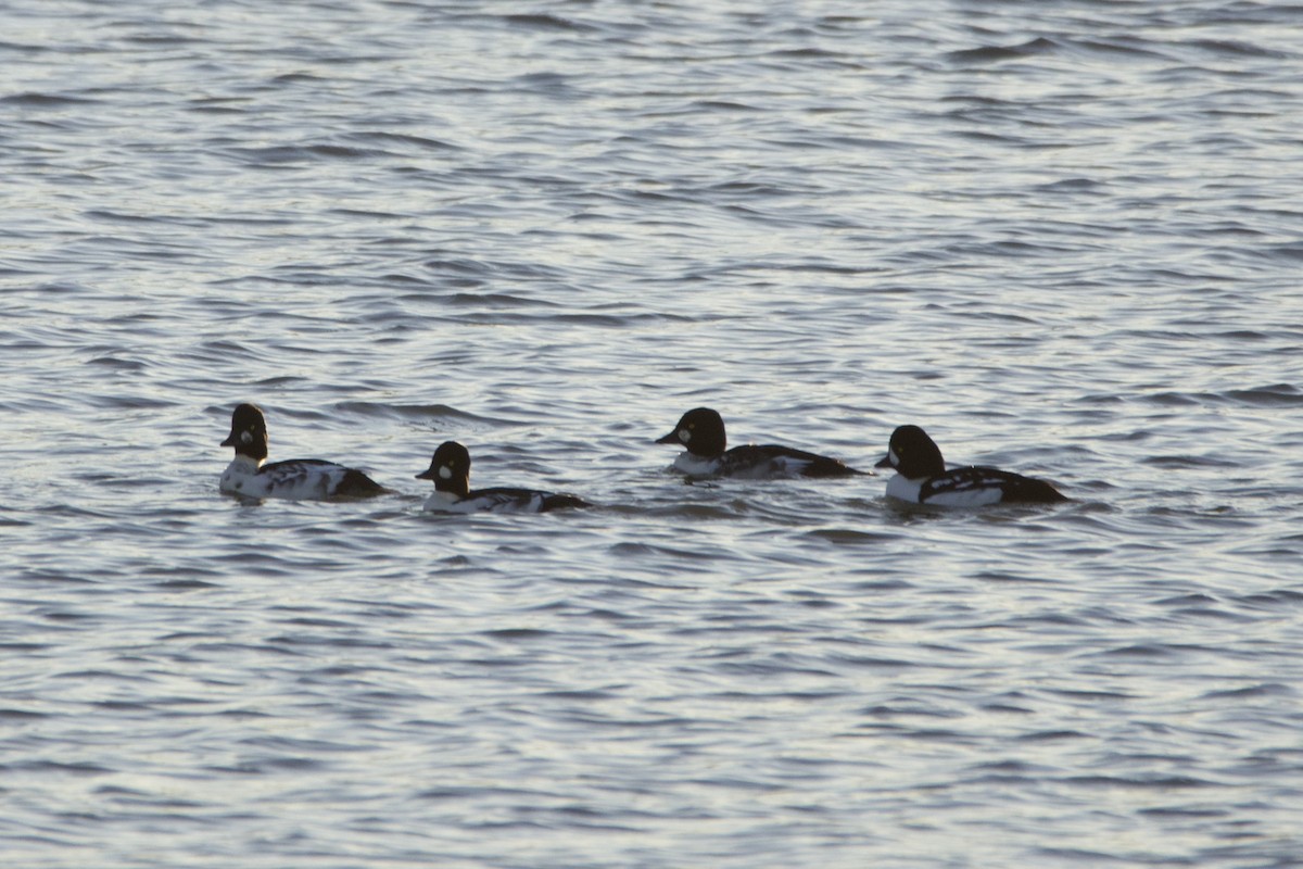 Barrow's Goldeneye - ML644643398