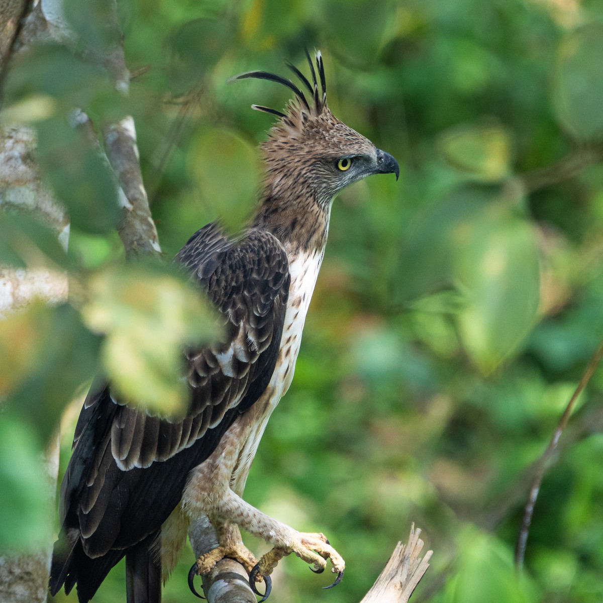 Changeable Hawk-Eagle - ML644643409