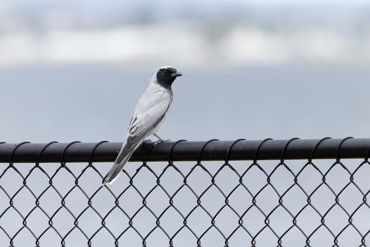 Black-faced Cuckooshrike - ML644643414