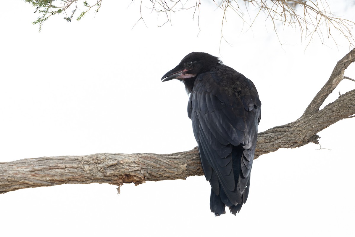 ミナミワタリガラス - ML644643415