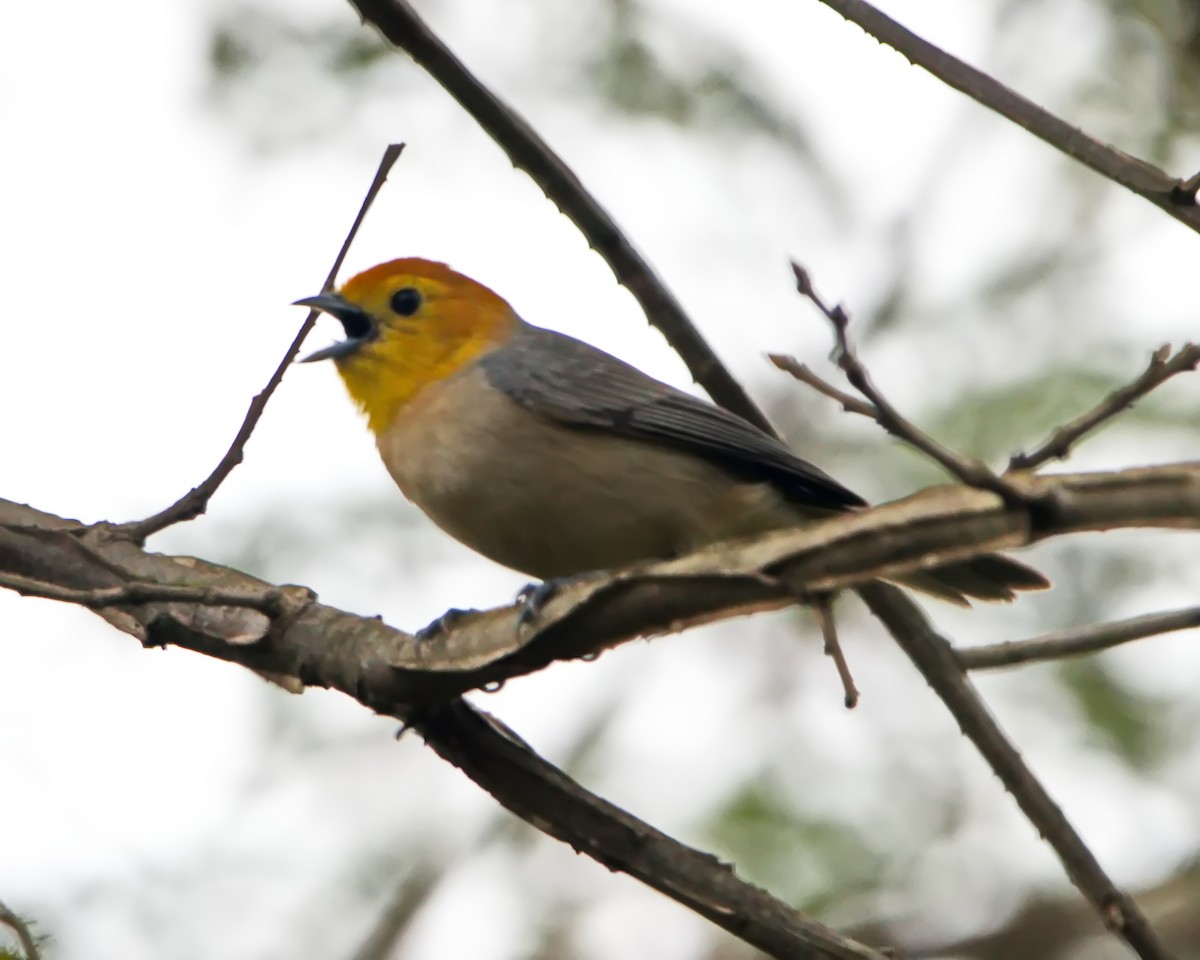 Orange-headed Tanager - ML644643422