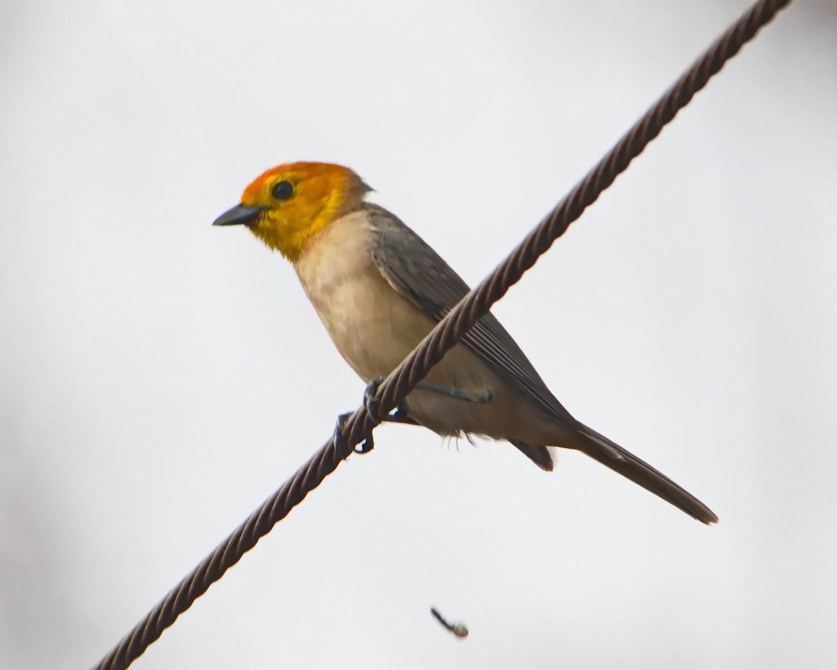 Orange-headed Tanager - ML644643423