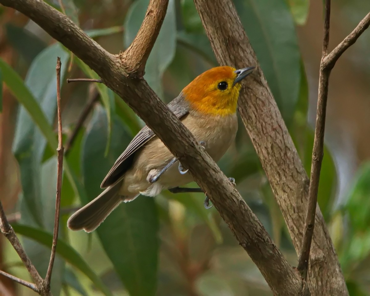 Orange-headed Tanager - ML644643424