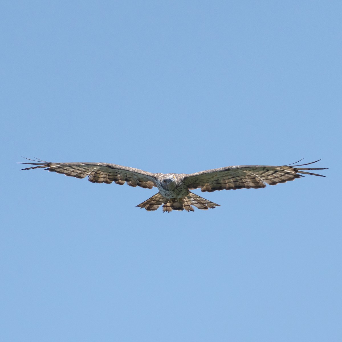 Oriental Honey-buzzard - ML644643428