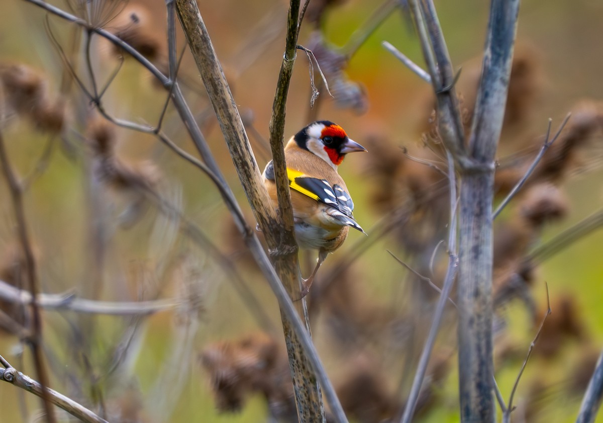 European Goldfinch - ML644643434