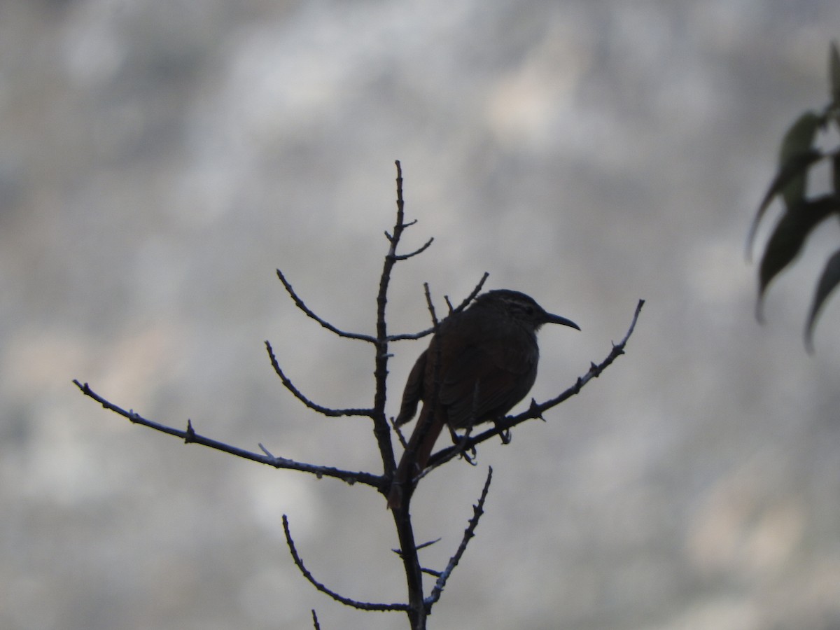 Striated Earthcreeper - ML644643435