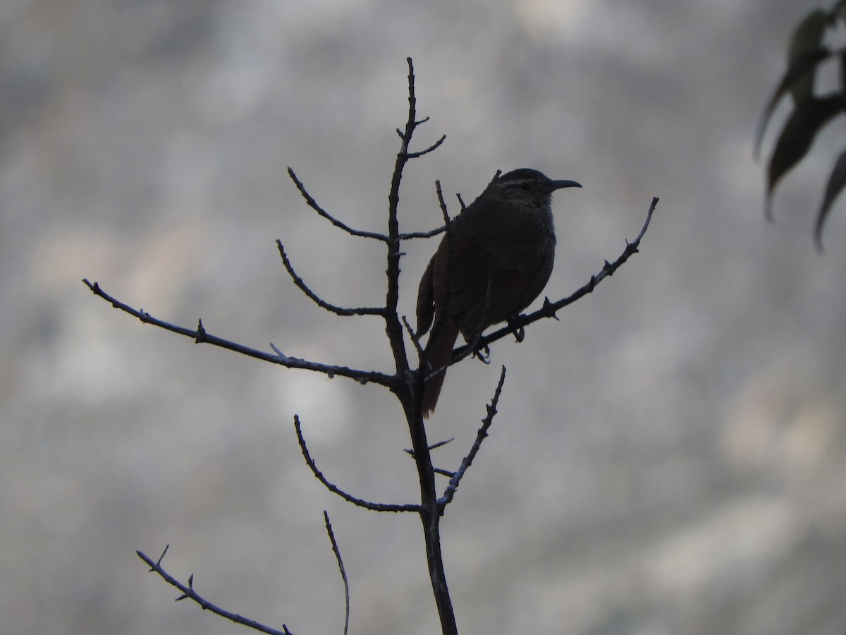 Striated Earthcreeper - ML644643436