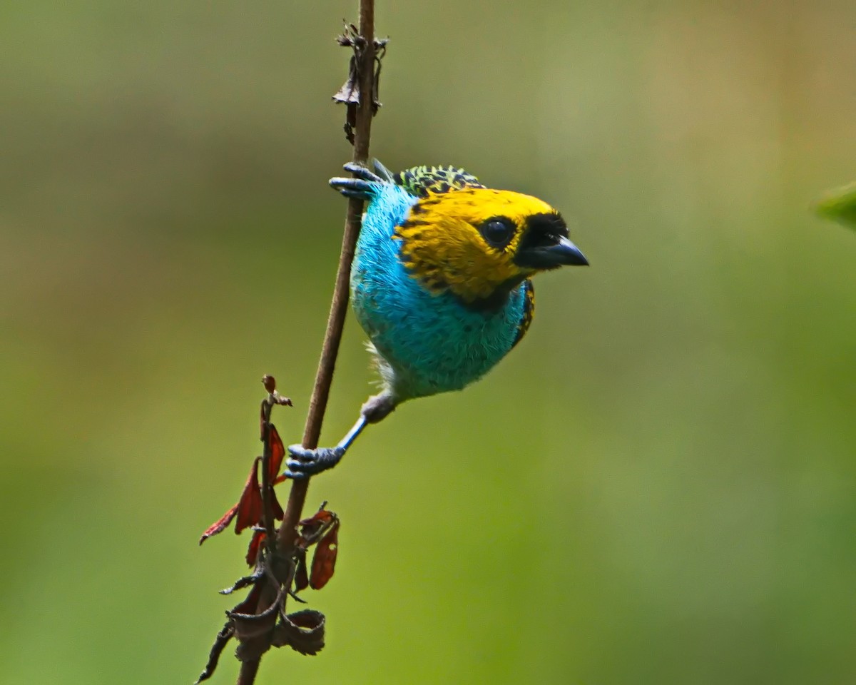Gilt-edged Tanager - ML644643438
