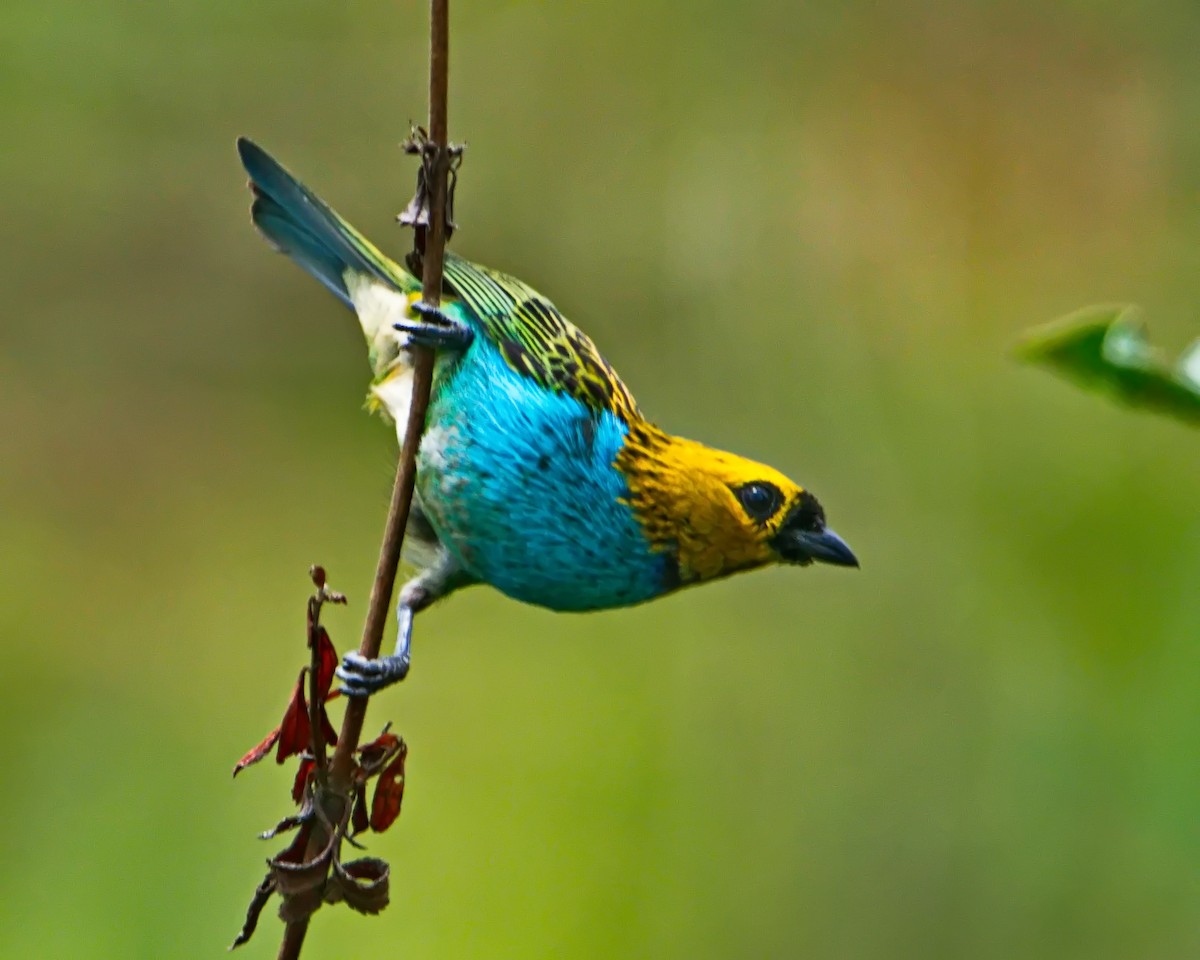 Gilt-edged Tanager - ML644643439